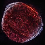 الأشعة السينية لبقايا المستعر الأعظم SN 1006